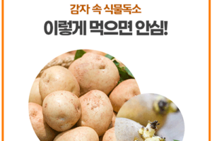 싹 난 감자, 먹어도 되는 걸까?